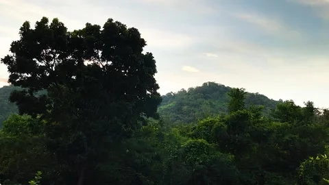 Green Natural And Technology, Windblown Big Tree, Treetop And Insects Fly Stock Footage 273659859