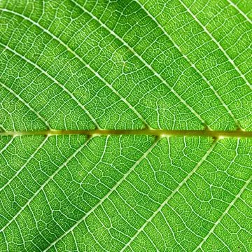 Green natural background of a leaf with a pattern of veins. Macro photo Stock Photos