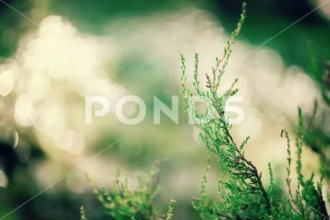 Green natural background, out of focus. Forest bokeh. Retro toned banner. Copy Stock Photos