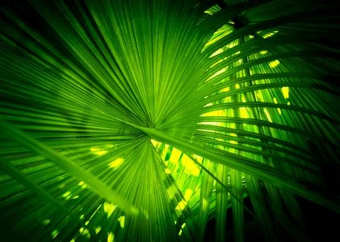 Green natural background Stock Photos