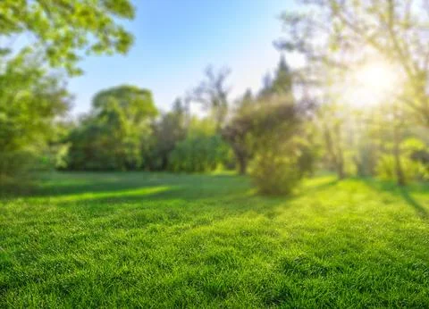 Green natural background with sun rays and trees in spring park Stock Photos