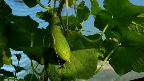 Green natural cucumber vegetable fruit stroke wind garden Stock Footage 208942043
