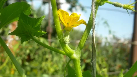 Green natural cucumber vegetable fruit stroke wind garden Stock Footage 208948940