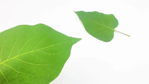 Green natural leaf, close-up, on a white background. Plant leaf. Stock Footage 276947846