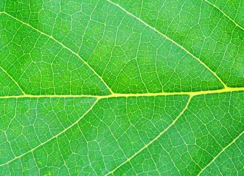 Green natural leaf texture Stock Photos