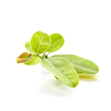 Green natural leaflet texture and color Stock Photos