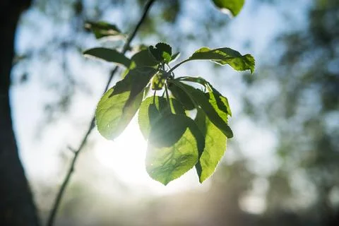 Green natural leaves in tree with sun backdrop. Leave problems. Tree in sun.  Stock Photos