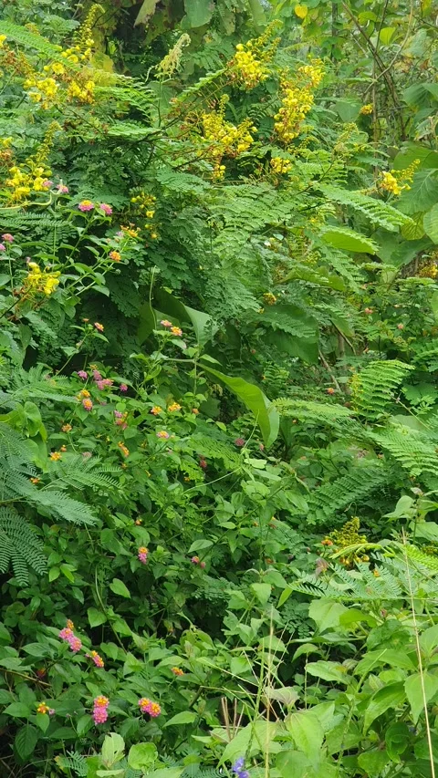 Green natural scenery of leaves and trees Stock Footage 330452753