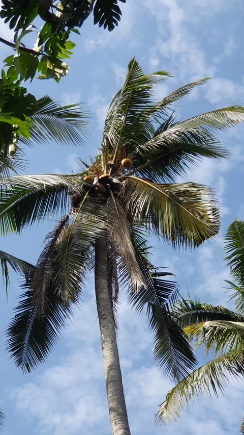 Green natural scenery in rural areas in Indonesia Stock Footage 328134553