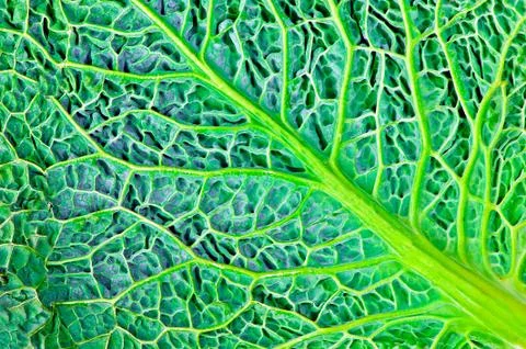Green natural texture 写真素材
