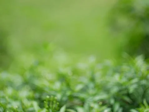 Green nature abstract background from leaf wind blows in forest ,green bokeh out Stock Photos