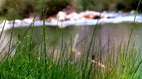 Green nature and background jumping fishes from turkey belemedik. Stock Footage 8693605
