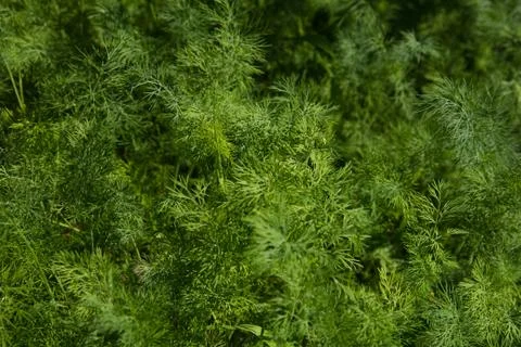 Green nature as a backdrop Stock Photos