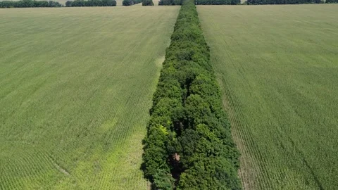 Green nature background.  Environment scene. Agriculture farmind field. Stock Footage 202908993