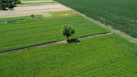 Green nature background.  Environment scene. Stock Footage 267983381