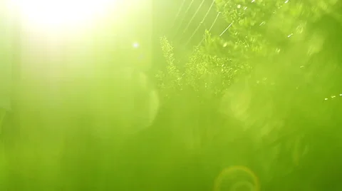 Green nature background Stock Footage 50517516