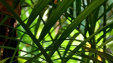 Green nature background. Stock Footage 96980863