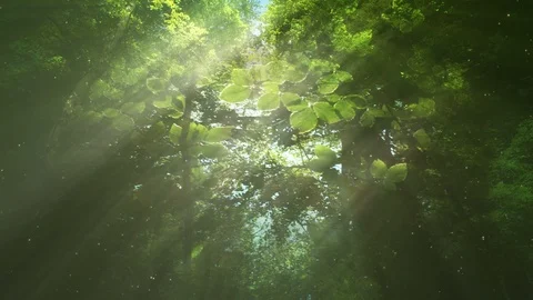 Green Nature Background Stock Footage 102258382