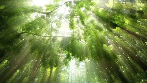 Green Nature Background Vidéo 102434322