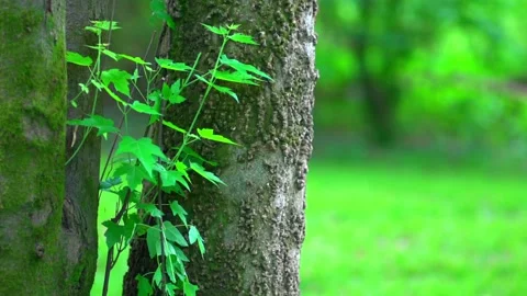 Green nature background Stock Footage 133658583