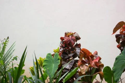 Green nature background, negative space Stock Photos