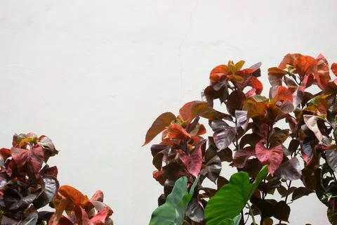 Green nature background, negative space Stock Photos
