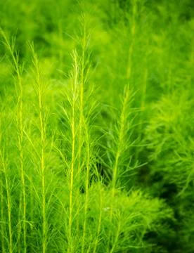 Green nature background Stock Photos