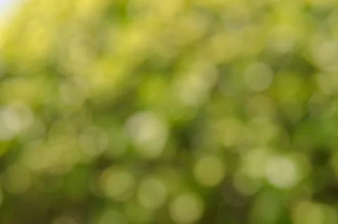 Green nature background Stock Photos