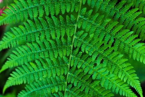 Green nature background Stock Photos