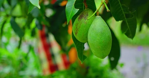 Green nature background raw mango fruit is hanging on tree branch with lush Stock Footage 226825023