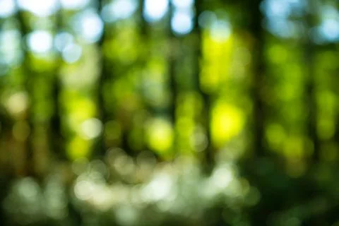 Green nature background soft texture. Green background blurred foliage. Gre.. Stock Photos