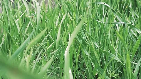Green nature background, spring nature Video stock 338399015