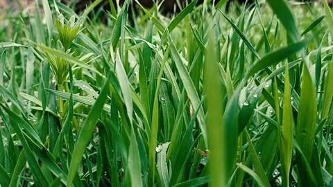 Green nature background, spring nature Video stock 338399017