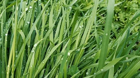 Green nature background, spring nature Video stock 338399028