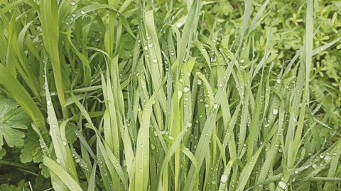 Green nature background, spring nature Video stock 338399030