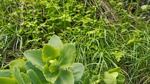 Green nature background, spring nature Video stock 338399056
