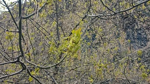 Green nature background, spring nature Video stock 338399064