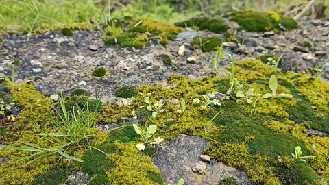 Green nature background, spring nature Video stock 338399081