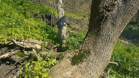Green nature background, spring nature Video stock 338399226