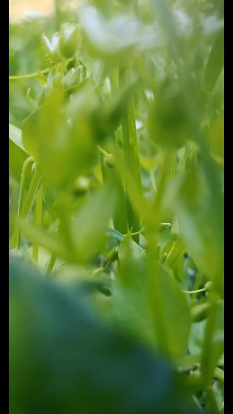 Green nature background, spring nature Video stock 338399277