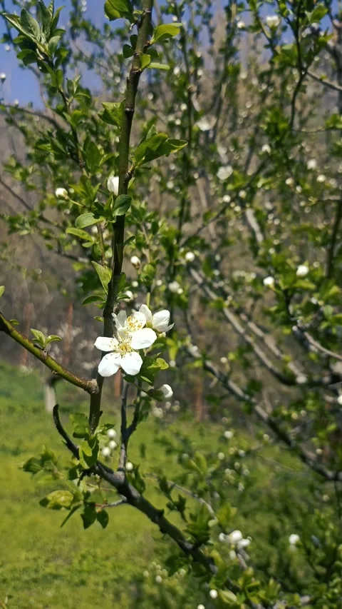 Green nature background, spring nature Video stock 338399296