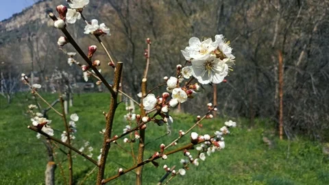 Green nature background, spring nature Video stock 338399340