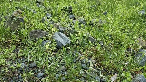 Green nature background, spring nature Video stock 338403996