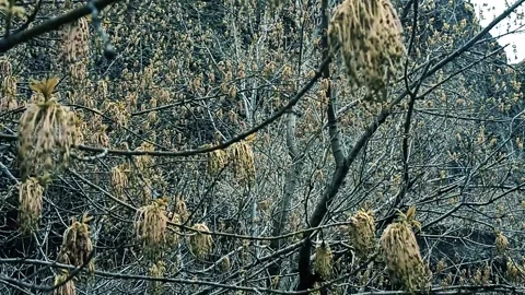 Green nature background, spring nature Video stock 338404002