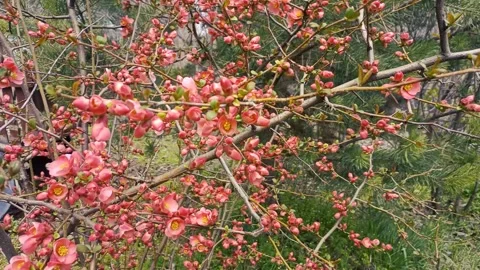 Green nature background, spring nature Video stock 338404257