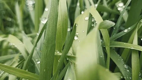 Green nature background, spring nature Stockfoto's