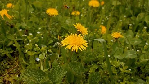 Green nature background, spring nature Stock Photos
