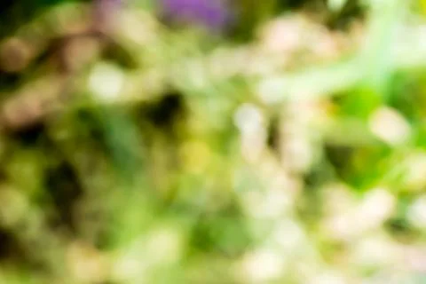 Green nature blurred background Stock Photos