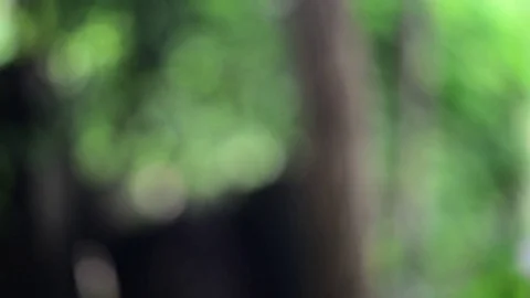 Green nature bokeh background. Stock Footage 77668883