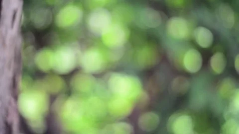 Green nature bokeh background. Stock Footage 77668901